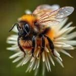 abeja cardadora simbolismo y significado