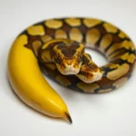 banana bola python simbolismo y significado