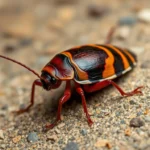 cucaracha de banda marron simbolismo y significado