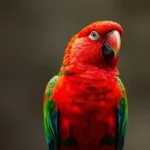 eclectus loro simbolismo y significado