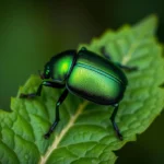 escarabajo verde junio simbolismo y significado