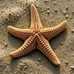 estrella de mar simbolismo y significado