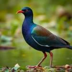 gallinula morada simbolismo y significado