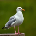 gaviota arenquera simbolismo y significado