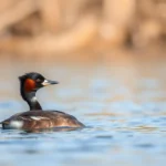 grebe con similitudes y significado