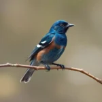 grosbeak azul simbolismo y significado