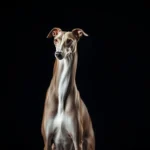 italiano galgo simbolismo y significado