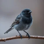 junco de ojos oscuros simbolismo y significado