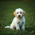 mini labradoodle simbolismo y significado