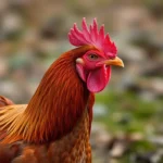 nuevo hampshire simbolismo y significado del gallo rojo