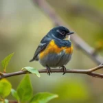 parula norte simbolismo y significado