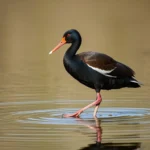 pato silbador vientre negro simbolismo y significado