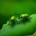 pulgon verde simbolismo y significado