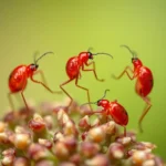 pulgones rojos simbolo y significado