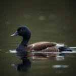 significado y simbolismo del pato menor