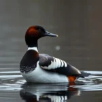 simbolismo y significado de canvasback