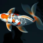 simbolismo y significado de los peces koi