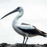 simbolismo y significado de pelagornis