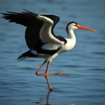 simbolismo y significado del avocet