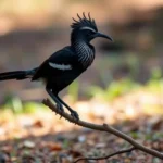 simbolismo y significado del lyrebird