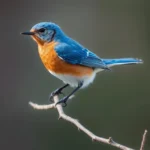 simbolismo y significado del pajaro azul del este