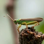 simbolismo y significado del saltamontes brasileno