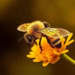 simbologia y significado de la abeja dulce