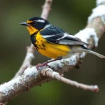symbolismo y significado del cernicola blackburniano