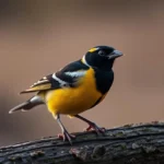 symbolismo y significado del grosbeak de la tarde